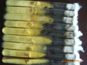 舒城縣金大地菌種廠 高品質食用菌菌種產品與進出口業務概覽