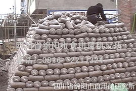 秀珍菇栽培技術全攻略 從菌種選育到進出口須知